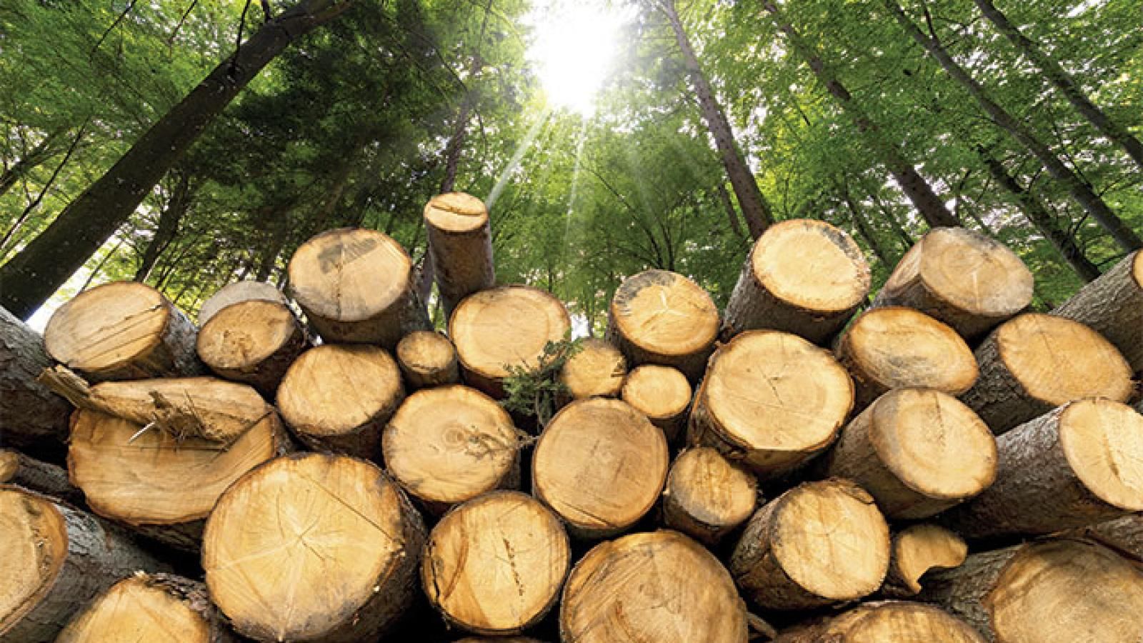 US paper, forest products export outlook improves Journal of Commerce